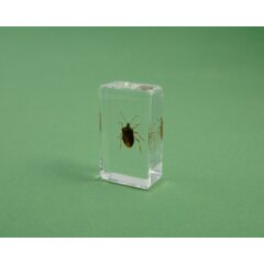 Жуки и пауки №27 - Коричнево-мраморный клоп