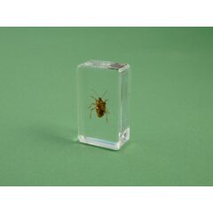 Жуки и пауки №27 - Коричнево-мраморный клоп