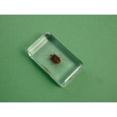 Жуки и пауки №27 - Коричнево-мраморный клоп