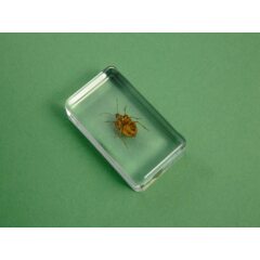 Жуки и пауки №27 - Коричнево-мраморный клоп