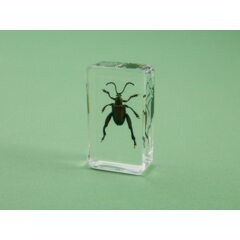 Жуки и пауки №28 - Фиолетовый стеблевой жук