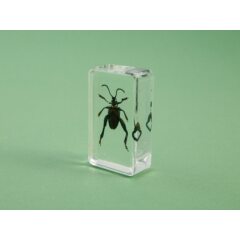 Жуки и пауки №28 - Фиолетовый стеблевой жук