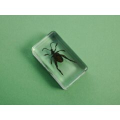 Жуки и пауки №28 - Фиолетовый стеблевой жук