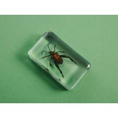 Жуки и пауки №28 - Фиолетовый стеблевой жук