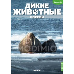 Дикие животные России №21 - Морж