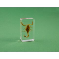 Жуки и пауки №23 - Жёлтый скорпион