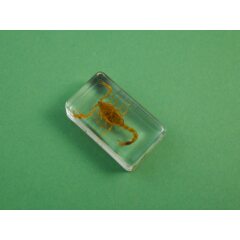 Жуки и пауки №23 - Жёлтый скорпион