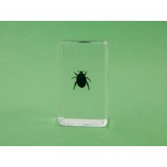 Жуки и пауки №10 - Попилия