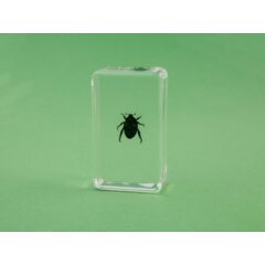 Жуки и пауки №10 - Попилия