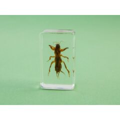 Жуки и пауки №15 - Медведка дальневосточная