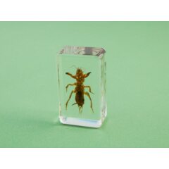 Жуки и пауки №15 - Медведка дальневосточная