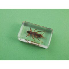 Жуки и пауки №15 - Медведка дальневосточная