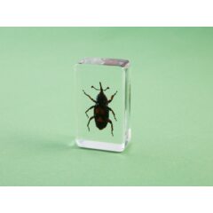 Жуки и пауки №14 - Красный пальмовый долгоносик