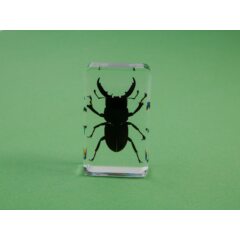 Жуки и пауки №24 - Рогач-титан