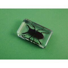 Жуки и пауки №24 - Рогач-титан