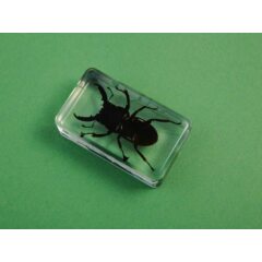 Жуки и пауки №24 - Рогач-титан