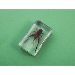 Жуки и пауки №17 - Полевой сверчок